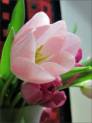 Pink tulips