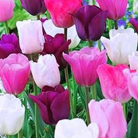 50 Purple Rain Mix Tulip Bulbs - Tulipa Triumph: Super-Sized X-tra Value Bag!
