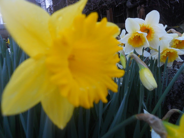 spring2011 033
