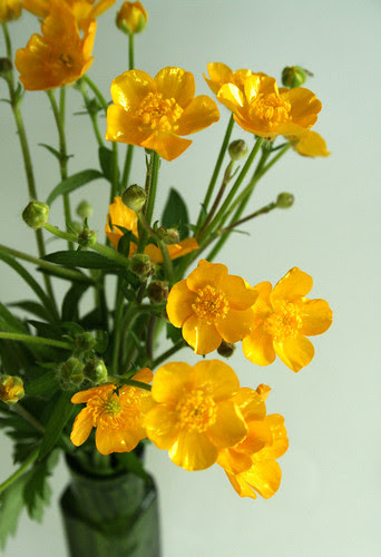 Bulbous Buttercup
