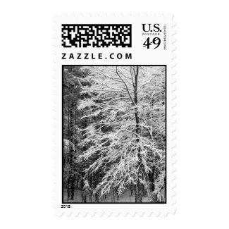 Maple Tree Outlined In Snow – Medium Stamps