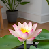How to grow mini Lotus flowers from seeds at home