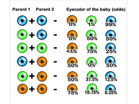 White babies tend to be born with blue eyes or sometimes . eye color combination chart parent and children eye colors science