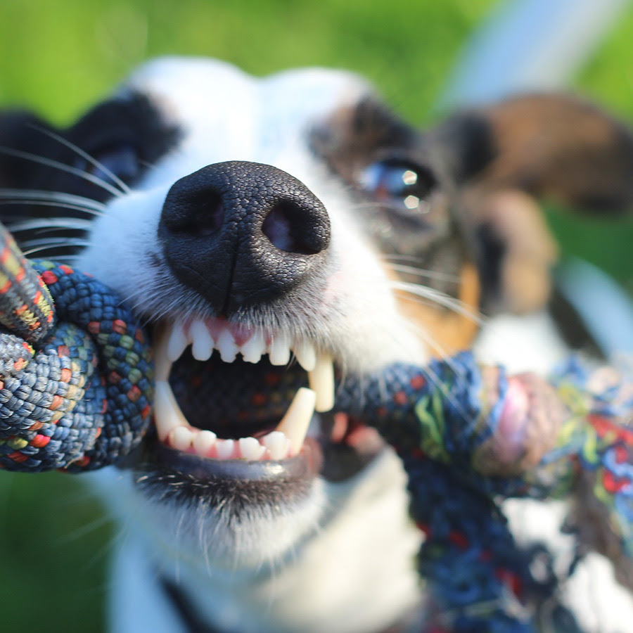 愛犬の甘噛みが止まらない 犬の甘噛みの理由と対策は