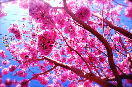 pink tree