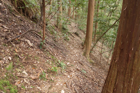 木々津々浦々 岐阜県岐阜市 ２016 １ ５ 大矢田のもみじ谷 おおやだのもみじだに 国指定天然記念物 岐阜県美濃市大矢田 谷一帯に林立するヤマモミジの群落全体が国の天然記念物に指定されている 紅葉の時期でないのが残念 案内板の向こうに砂防堤が