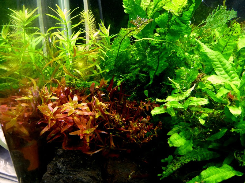 ４０ｃｍ水槽の近況 少しレイアウトしてみた そしてスケートへ ヒカリの国のアクア