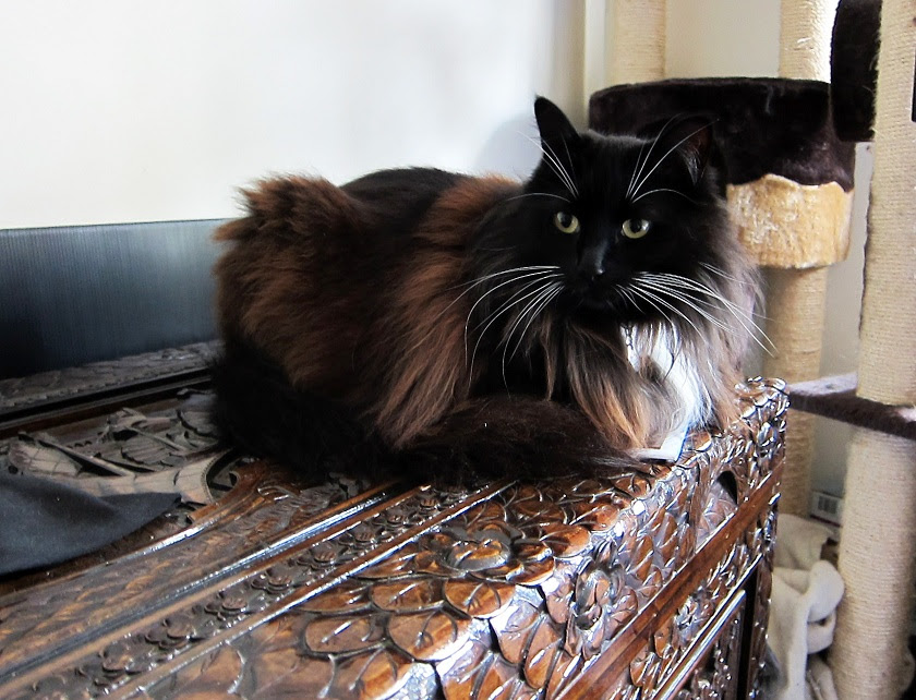 woodbox-cat1