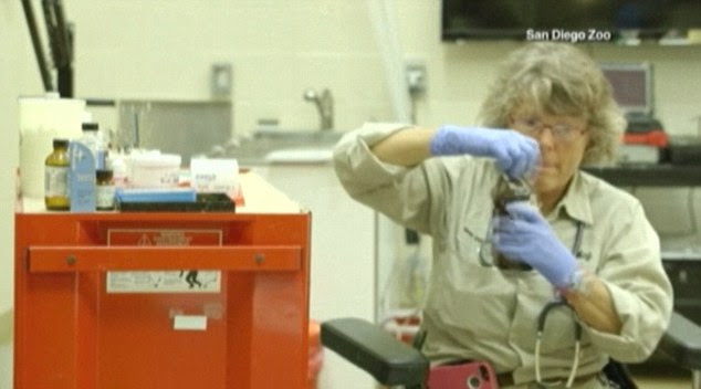 The vets at the zoo carried out a restorative procedure to cover up the part of the tooth that was chipped
