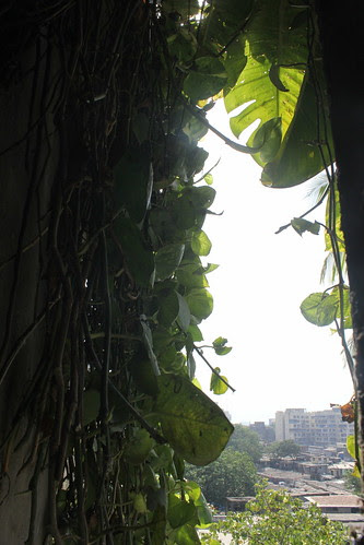 My Neigbors Money Plant Enters Our House Along With The Roots by firoze shakir photographerno1