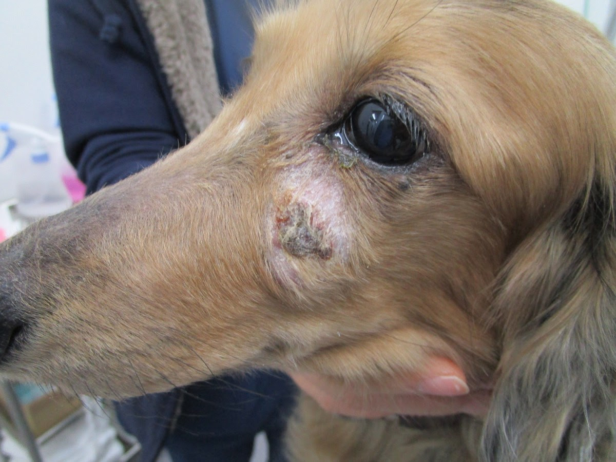 犬の歯根膿瘍 彩りブログ
