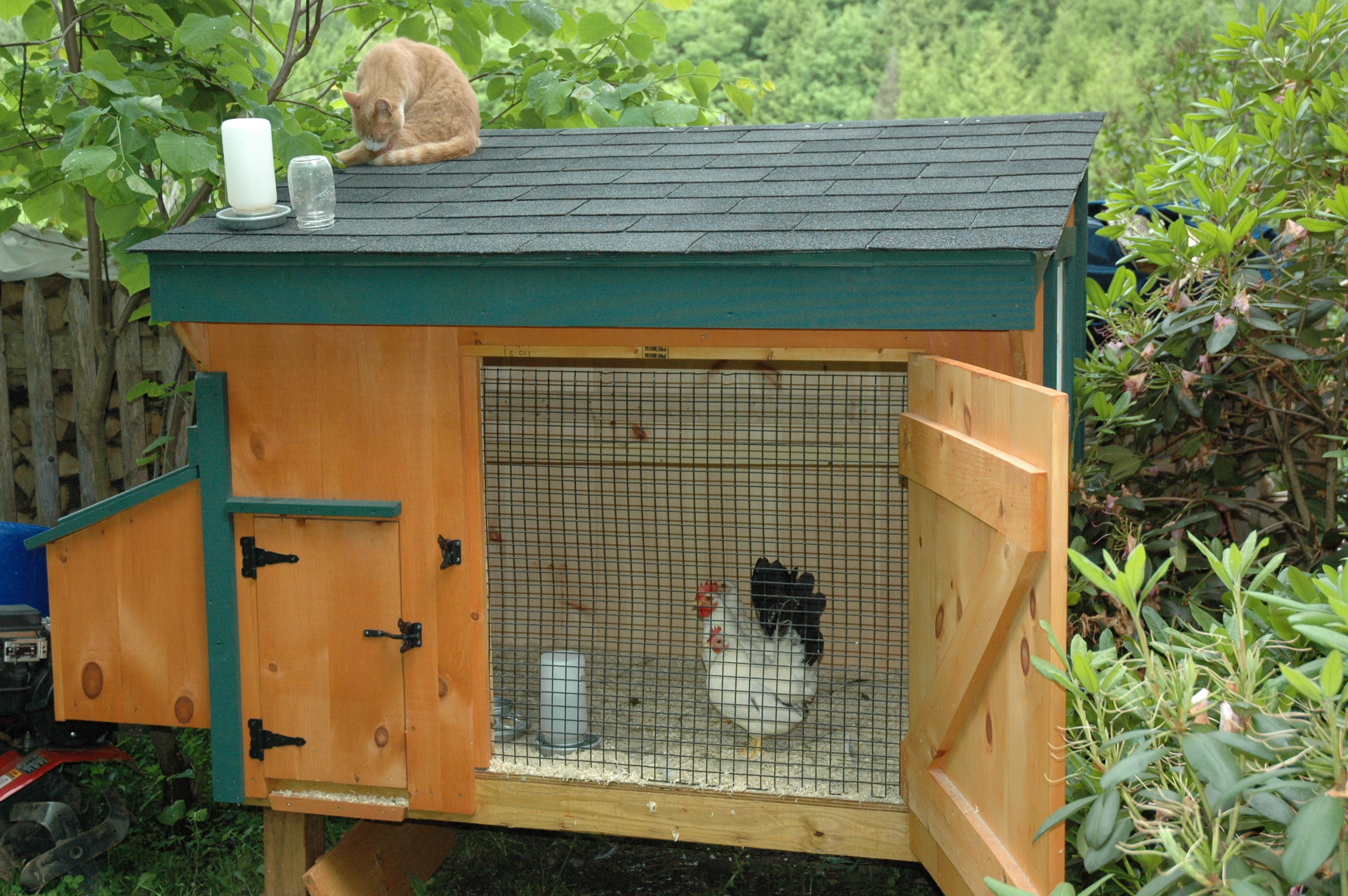Description Bantams in chicken coop.jpg