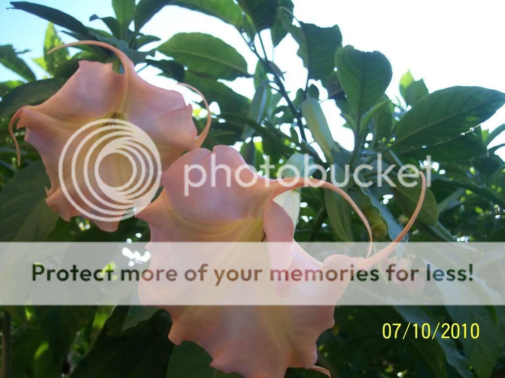 Georgia Peach Pictures, Images &amp; Photos | Photobucket