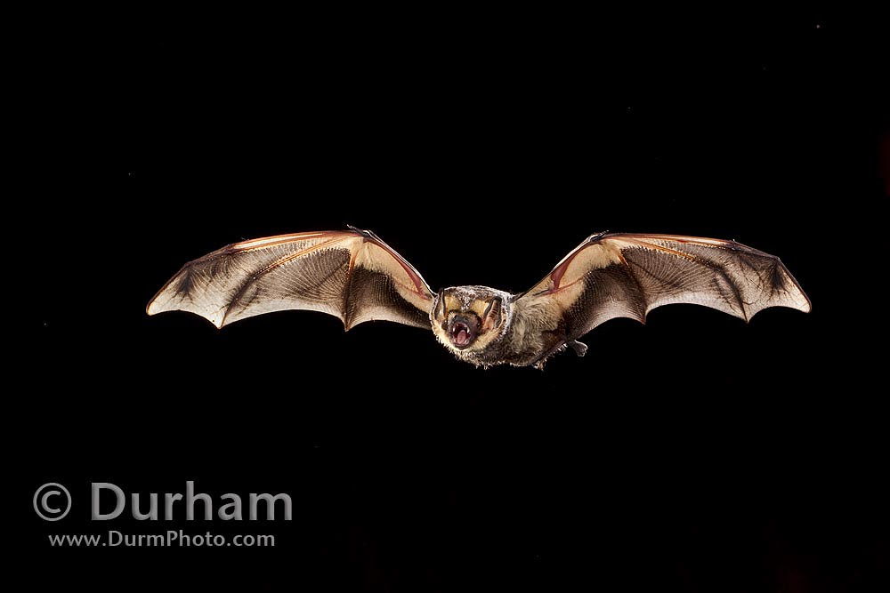 hoary bat (Lasiurus cinereus)
