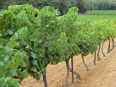 vignes.jpg