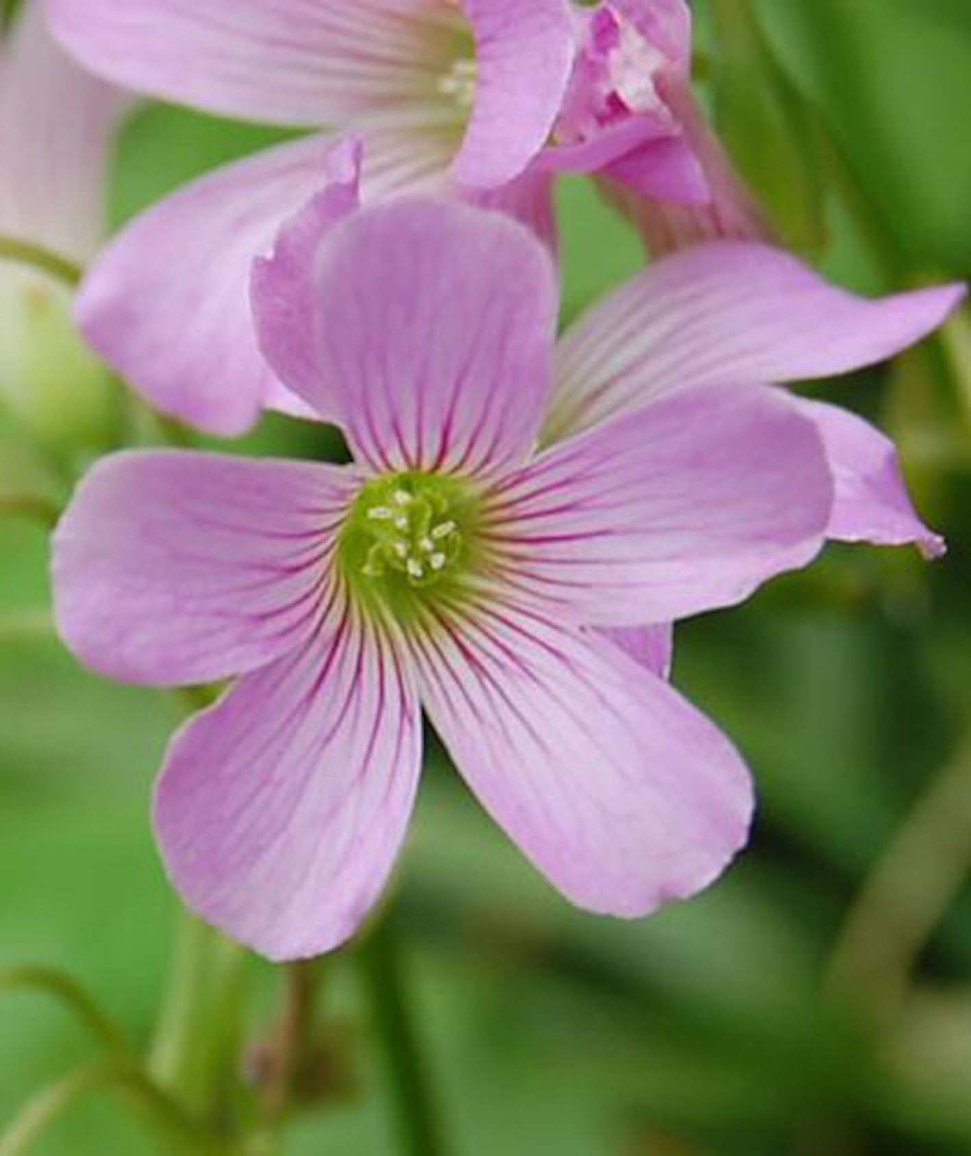 ピンク色のカタバミの花言葉の意味や由来とは 植物navi