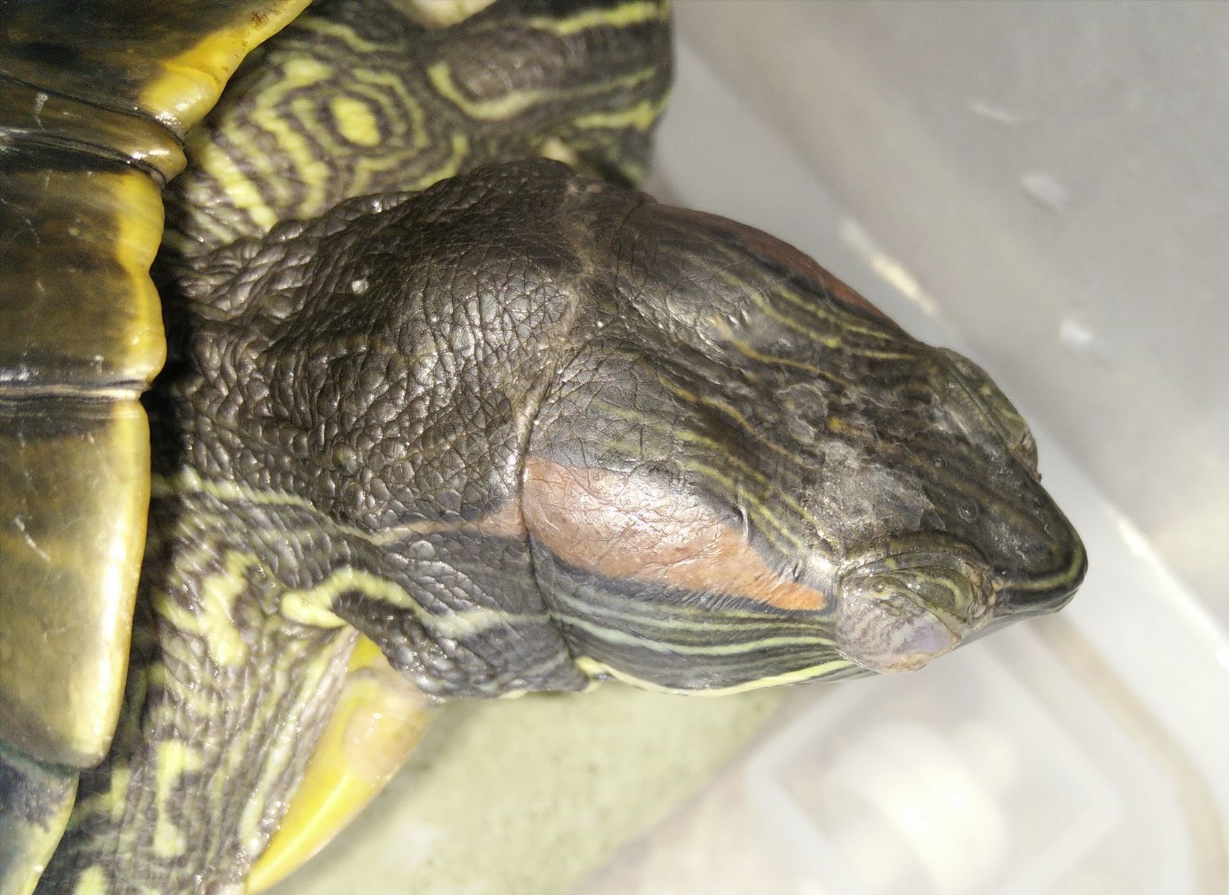 飼っているカメの目が開かなくなった あること ないこと日記