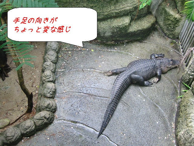 ミシシッピーワニ 東山動物園へ行こう