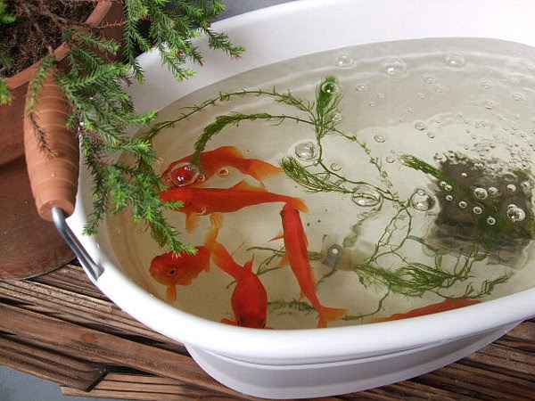 金魚 Sバケツ すきなこと すきなもの