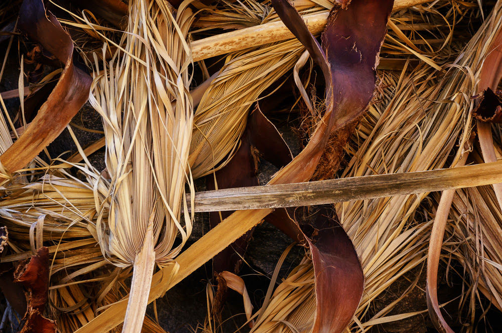 Dried Palm Leaf Abstract Anne McKinnell Photography Dried Palm Leaf Abstract Anne McKinnell Photography