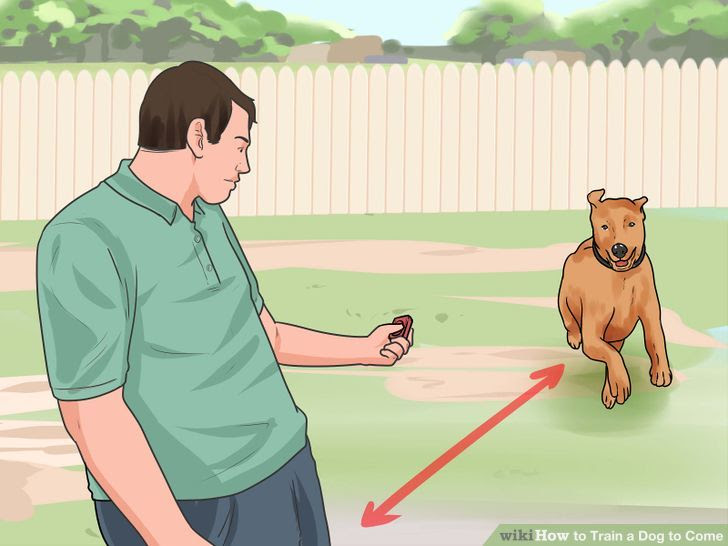 Train a Dog to Come Step 14 Version 2.jpg