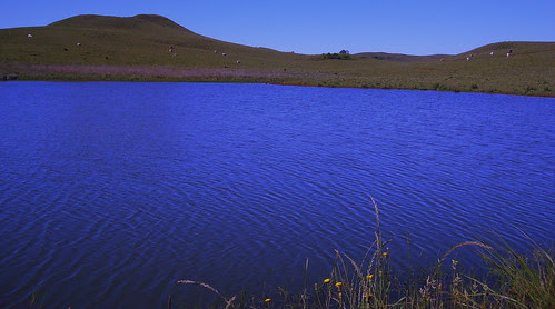 FLOWERS, BLUE LAKE, AND COWS ON TOP