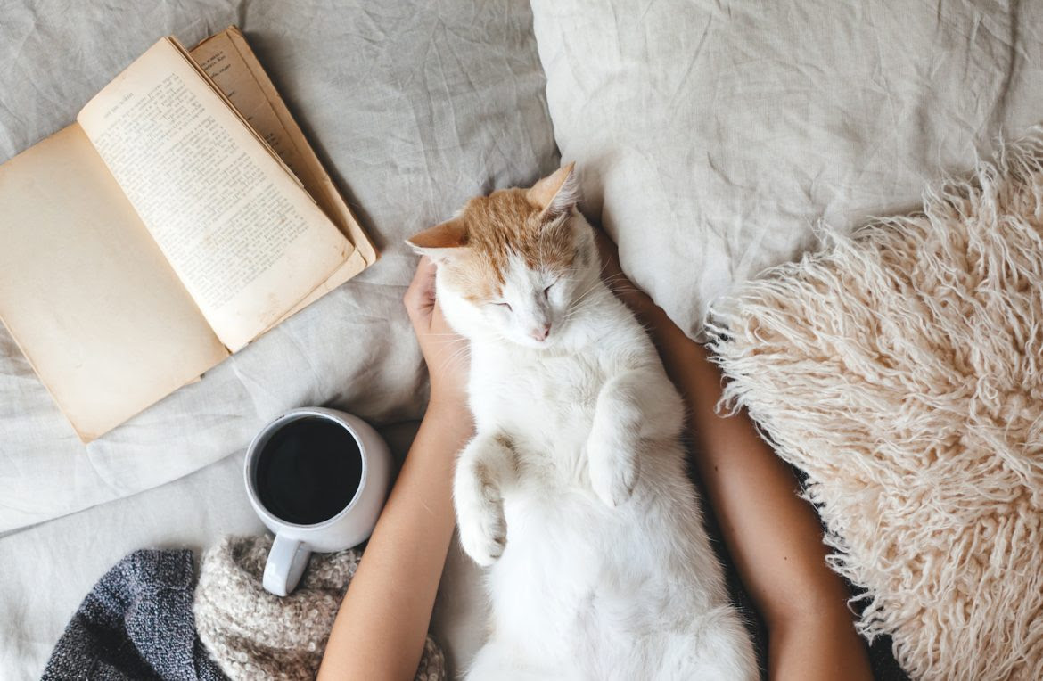 cat sleeping
