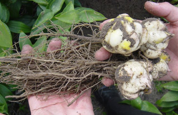 五种百合花种球的培育方法 花卉常识 北京圃朗特园艺有限公司 咨询热线 4000 263 010