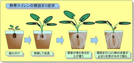 Berry S Water Garden熱帯スイレンの育て方