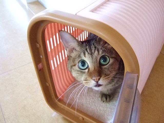 大切な猫ちゃんの健康管理のために 病院嫌いを克服するコツは 猫の総合情報サイト ペットスマイルニュースforネコちゃん