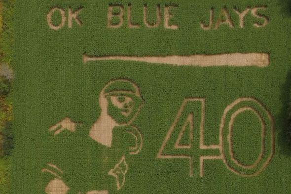blue jays corn maze