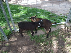 Old McLincoln's Farm 044