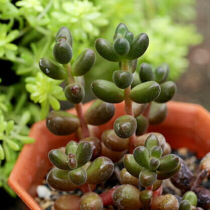 タマバ 玉葉 セダム の育て方 ヤサシイエンゲイ