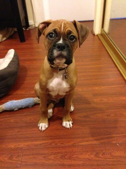 My puppy doesn't want to pee outside - Boxer Forum : Boxer Breed Dog ...