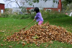 Olivia Raking Leaves