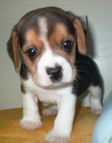 可愛い子犬の写真