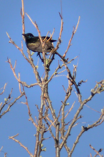 common grackle female. Common Grackle female.