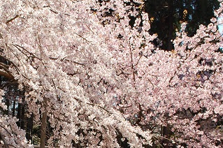 車折神社の桜21 見頃や開花状況 溪仙桜が美しく咲く 京都旅行のオススメ