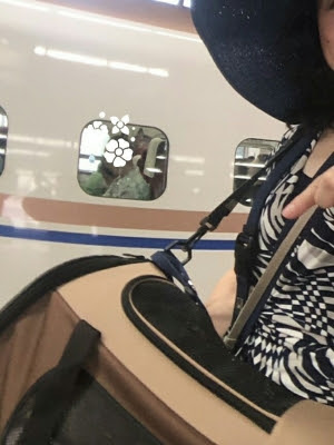 犬と一緒に旅行 夏の終わりの軽井沢 花の衣の着物ブログ きもの と きものコーディネート と 曇り空 さいたま市着付け教室 花の衣