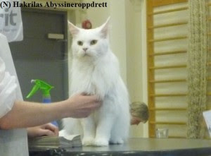 En kjempefin maine coon på panelbordet under panelet søndag 20.07.2014 :)