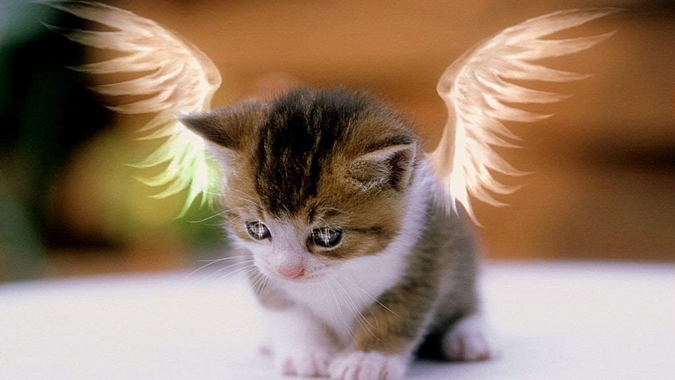 Free Cat wallpaper 1366x768 3699