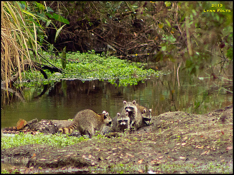Raccoon