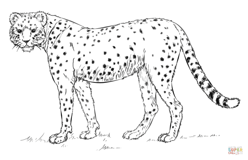 African cheetah coloring page  Free Printable Coloring Pages