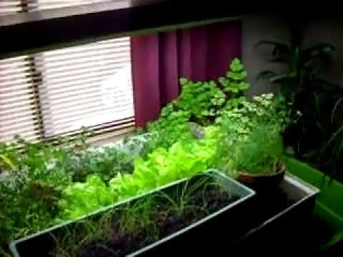 Indoor Aquaponics Garden - Free Food! - YouTube