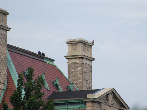 St. Luke's Roof, with Hawk