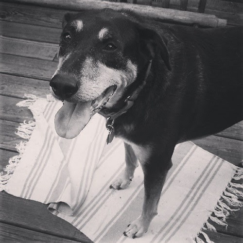 Happiness is... A Happy Dog! #houndmix #rescue #adoptdontshop #dogstagram #smile #love