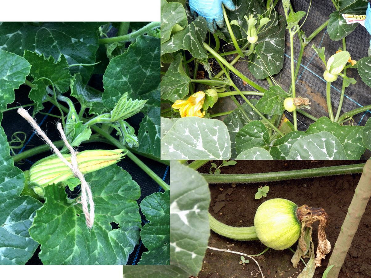 江戸東京野菜通信 大竹道茂の伝統野菜に関する情報ブログ 内藤カボチャの採種を渡邉和嘉さんが実施していた