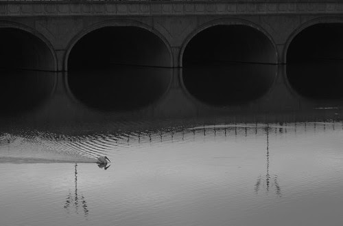 Pelican in Putrajaya B&W