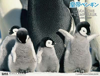 皇帝ペンギン Coldburn Blog
