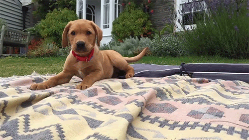 You couldn’t believe any creature could be this soft and perfect.